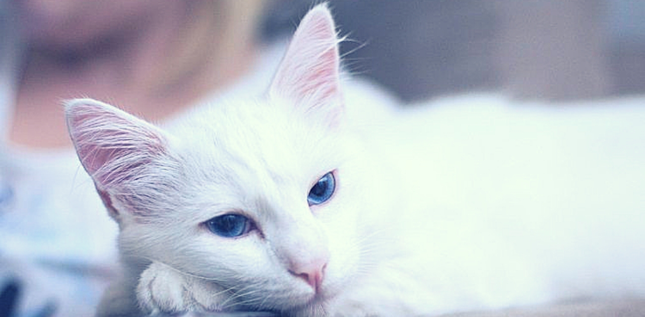 Os gatos brancos de olhos azuis são surdos e você nem imaginava o motivo.