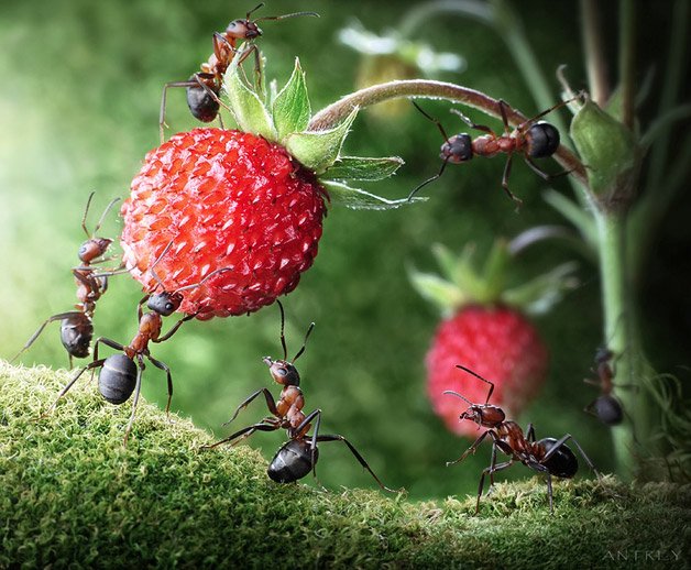 Fotógrafo passa 3 anos estudando sobre formigas e consegue captar ...