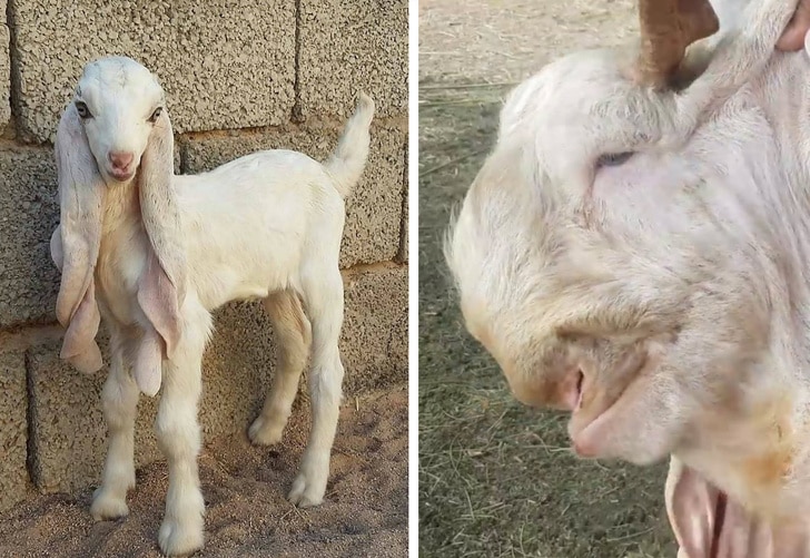 cutebaby goat