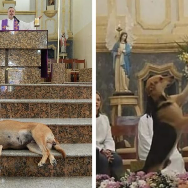 cão na igreja capa