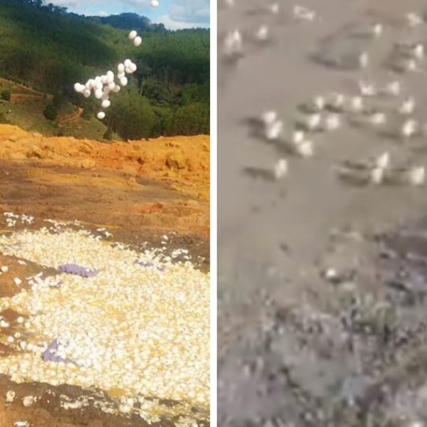 Aterro amanhece invadido por milhares de pintinhos após o descarte de ovos estragados