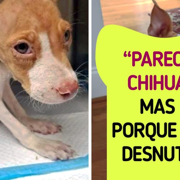 pets adotados capa